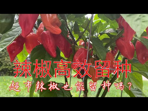 【渔耕笔记】超市辣椒如何留种？辣椒高效留种全介绍 How To Save Pepper Seeds