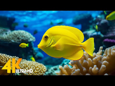 Aquarium 4K VIDEO (ULTRA HD) 🐠 Beautiful Coral Reef Fish - Relaxing Sleep Meditation Music #19