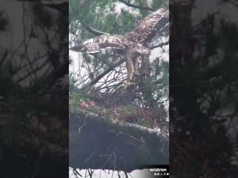 莎倫大雨開心跳跳#熊鷹#巢位觀察 #巢位觀察 #nestcam #屏科大鳥類生態研究室#玉山國家公園