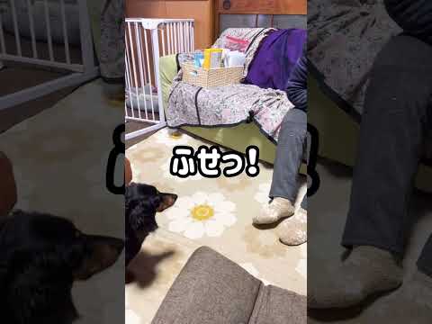 【しつけ】おばあちゃんのはぁい♡がかわいい　#shorts #犬 #dog