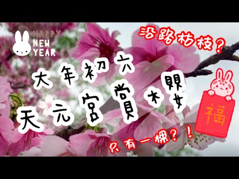 Vlog.21 | 天元宮賞櫻｜2023.1.27｜最新花況｜新北櫻花季｜三色櫻