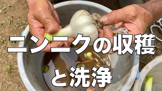 ニンニクの収穫と洗浄