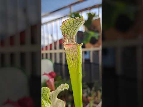 白網紋瓶子草 Sarracenia leucophylla #plants #植物 #食蟲植物