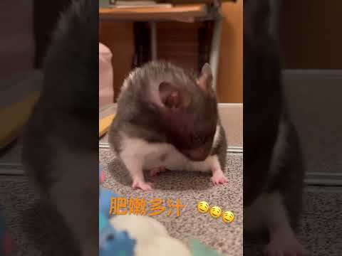 可愛倉鼠🐹黃金鼠，肥肉小妹，洗臉😍😍😍