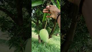 Mango 🥭#ytshorts #mangolovers#ytshorts #viralvideo