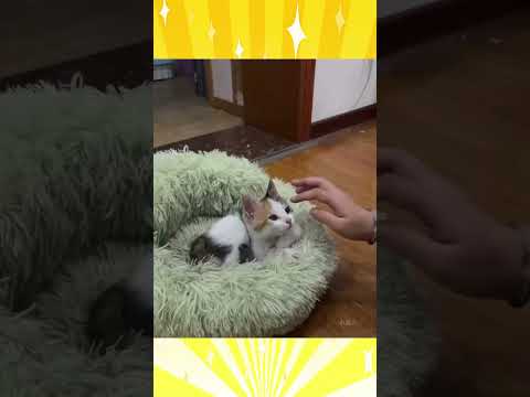 ネッコの動画で癒されたら寝ろｗｗｗ　#2ch #2ch動物スレ #2ch面白いスレ #動物 #犬 #猫 #癒やし