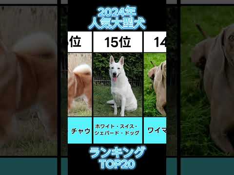 2024年人気大型犬ランキングTOP20 #ランキング #動物 #大型犬  #癒し