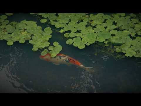 石清尾八幡宮・宮脇町周辺_香川県_高松市_FX3