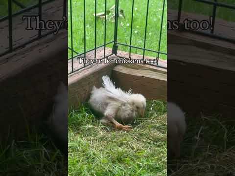 Chicken are definitely a bird but the bath I’m talking about is dust bathing. #chicken #farmstead