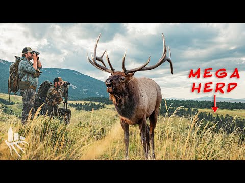 Huge 200+ ELK HERD on Montana Public Land (ARROWS FIRED!)