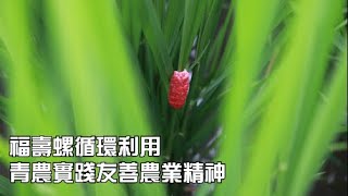 青農實踐友善農業 福壽螺製肥再利用｜小世界周報｜世新大學新聞學系