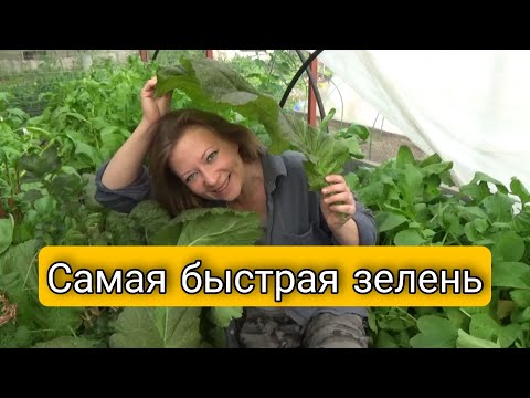 САМАЯ БЫСТРАЯ ЗЕЛЕНЬ | ЛИСТОВАЯ КАПУСТА | Светлана Самойлова