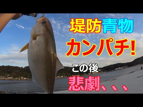 【福岡釣り】泳がせ釣りで堤防から青物！更なる大物まで！？【17釣目】