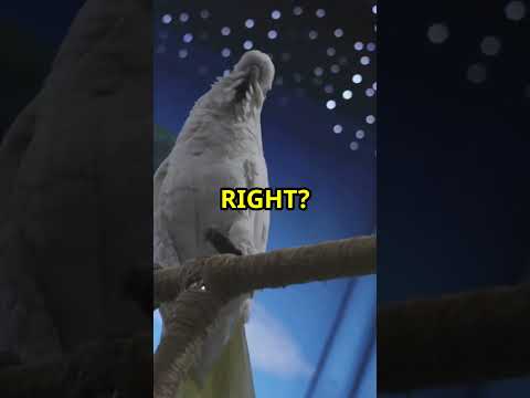 Why Do Parrots Love Dancing to Music  🦜🎶