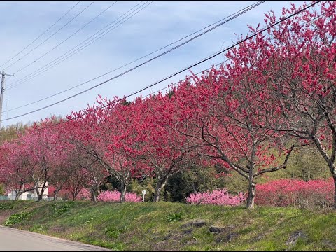 佐渡新穂潟上のハナモモ&桜🌸。6日は晴れ☀️新穂潟上温泉♨️を通ったら、川沿いにピンクの桜🌸、温泉の横には真っ赤なハナモモ🌺が咲いていました。周りの緑🍀と最高なコンビネーション✨