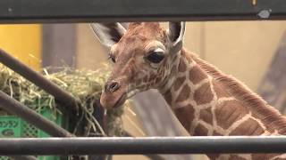 羽村市動物公園 アミメキリンの赤ちゃん誕生【東京都羽村市】