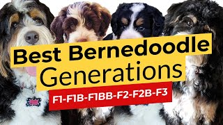 Best Bernedoodle Generations! F1 🐶 F1B 🐶 F1BB 🐶 F2 🐶 F2B 🐶 F3