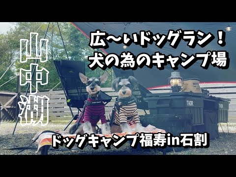 【犬とキャンプ】犬の為のキャンプ場！山中湖にあるドッグキャンプ福寿in石割でミニチュアシュナウザーと過ごしたら最高に楽しいデイキャンプになった！