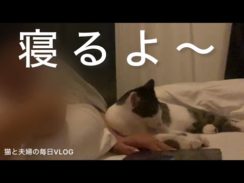 猫と夫婦の毎日VLOG#425 寝る前のお尻アタック