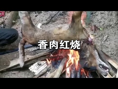 香肉处理全过程，红烧是经典，真爱的表达！