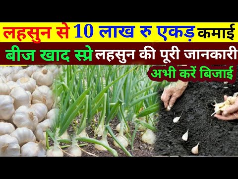 लहसुन की खेती कैसे करें // अक्टूबर मे करें लहसुन की खेती // garlic farming // lahsun ki kheti kaise