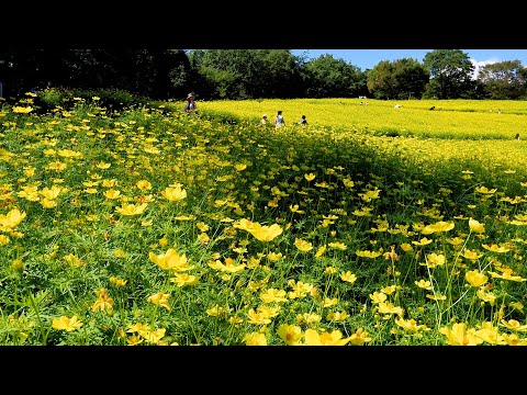 Onset of Autumn downtown Tokyo.  東京で秋の始まり #cosmos #dahlia    (incl.Solfeggio Frequencies)