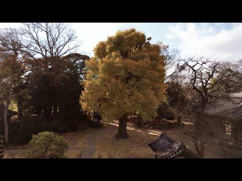 【千葉県市原市】空から見た巨木の映像「ふるさとの巨木」～上総国分寺～