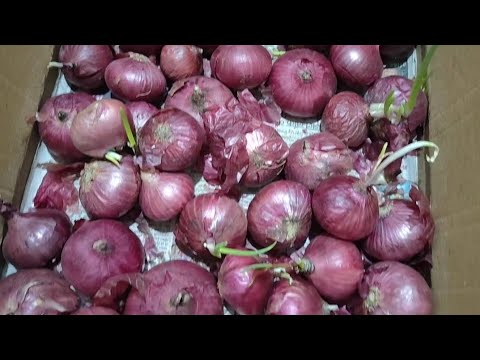 Pyaj ko ger per kaise ugaye || प्याज को उगाने का तरीका || #letsgardenup #onion