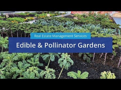 Colliers REMS | Edible and Pollinator Gardens