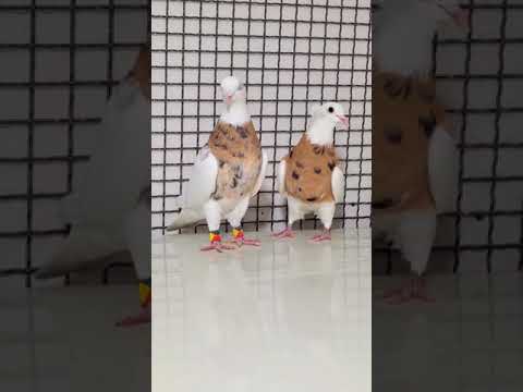 Beautiful Iranian pigeons😍Toghi کبوتر ایرانی طوقی #iranian #pigeon #shorts