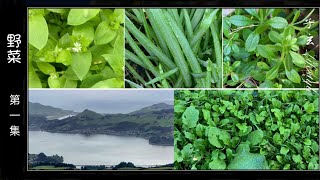 野菜（第一集）鹅肠菜、三棱茎葱、原拉拉藤 与我那人文型菜地/子玄lifestyle