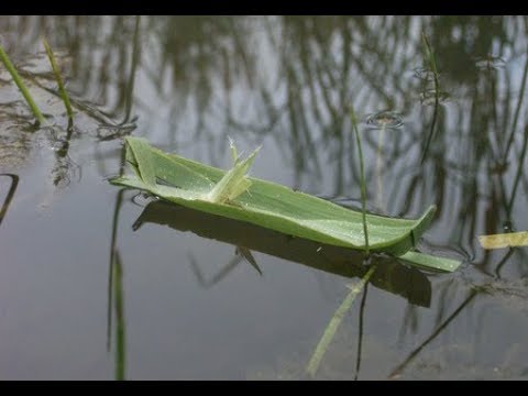 「夢飾り」　高嶋ともこ　詞：雨宮英子　曲/編：北野成人　cover　青島 通