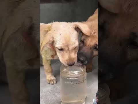 Help street dogs #shorts #doglover #trending #pets #viralvideo