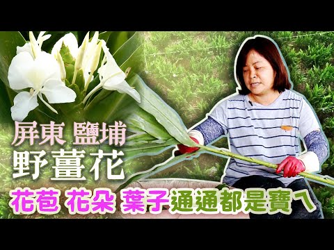 【屏東/鹽埔】提升野薑花產值 鹽埔香營造地方特色|有機無毒 |美麗心台灣 (266) 下