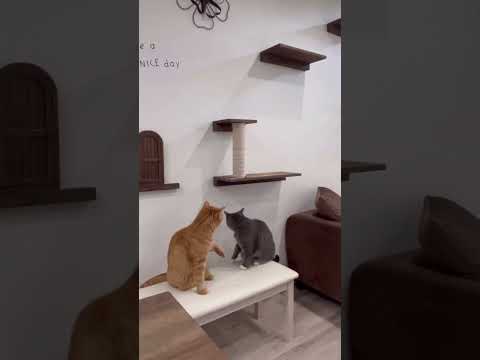 【ねこ動画】　後ろ足も爪をとぎたい銀太　　#マンチカン#ねこ動画 #ねこの多頭飼い#ねこのいる生活