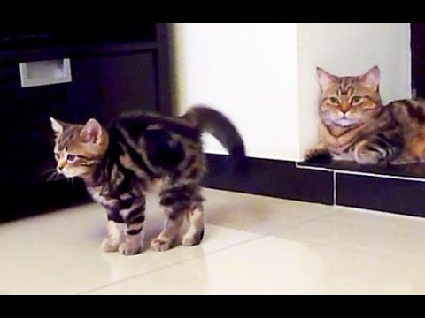 Funny Cats  Fighting | Cute Ninja Kittens