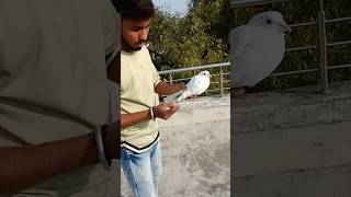 ￼ Baaj bhi ￼￼dakh ker haran￼ Ho Gaya 😱🕊️👀 #pigeon #shortfeed #ytshort #viralvideo #spkabutarclub