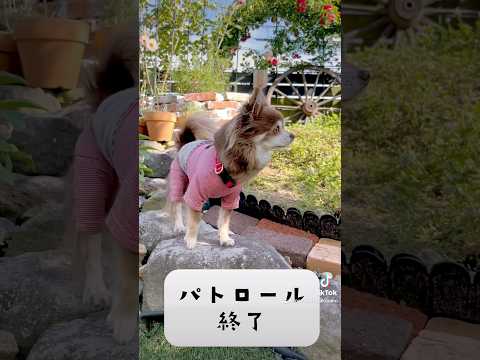 【ペット食育士 シニア犬】いつも大人しいチワワちゃんの可愛い一面 #チワワ #犬のいる暮らし #可愛いわんこ #dog #癒し #癒しワンコ #犬のいる生活 #わんちゃん