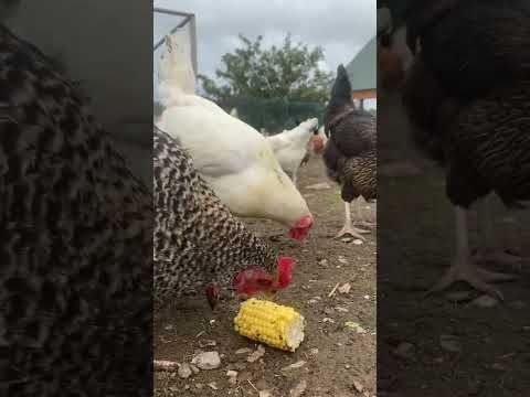 How do chickens eat maize cobs? #maize #chickenvideo #shorts