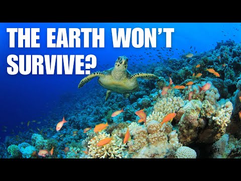 The Importance Of Coral Reefs: What Happens If They Disappear? | Stunning 4k Footage