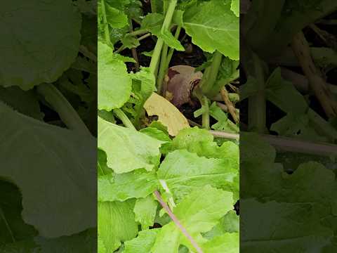 Harvesting My First Ever Turnip || DHBG #gardening #gardeningforbeginners