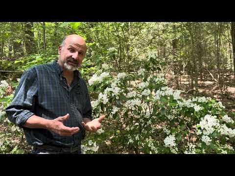 Kalmia Latifolia!