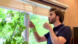 Imran Abbas Eat Fresh Juicy Apricots (Khubani) | Imran Abbas Fans Official