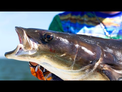 Cobia Fishing with LIVE Shrimp