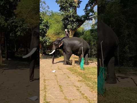 Close Encounter With Mighty Elephant #shorts #youtubeshorts #trending