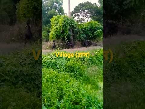 Village(গ্রাম)😍😍#nature#shorts#youtubeshort#short