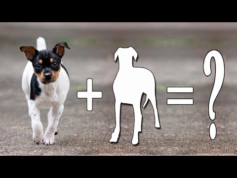 Top 10 Rat Terrier Mixes Cross Breed Dogs / Rat Terrier Mixes