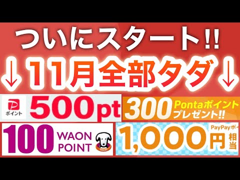 11月コレだけやっておけば後悔しない‼︎【PayPayポイント】