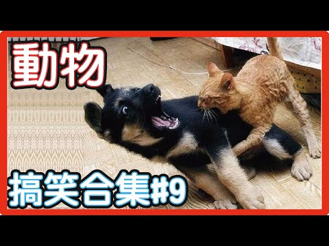 🤣2022最好笑的寵物合集🐱🐶笑到噴飯#9/Funny Animals Video/貓/狗/cat/dog/pet/