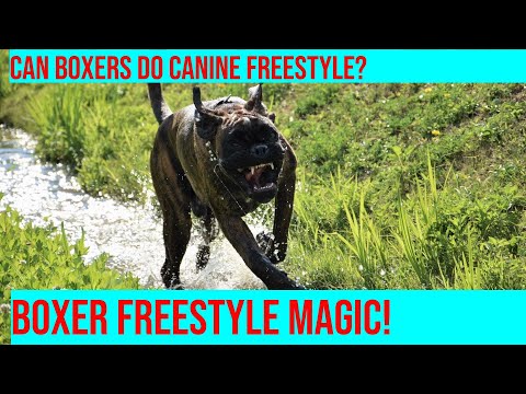 Boxer Dog Dancing: Canine Freestyle Training for High-Energy Pups!